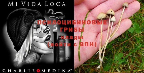 шишки Арсеньев