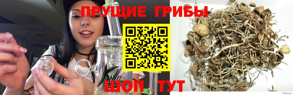 Галлюциногенные грибы прущие грибы Ахтубинск